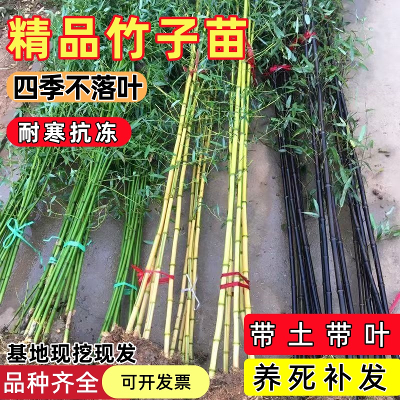 四季常青竹子苗庭院盆栽植物