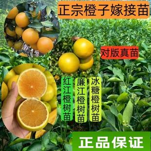 正宗冰糖橙子嫁接果树苗红江橙树苗当年结果南北方种植盆地栽带土