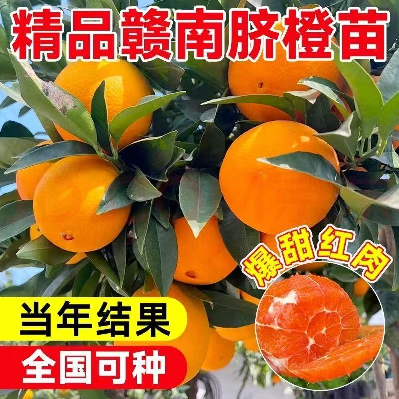 正宗赣南脐橙树苗当年结果盆栽