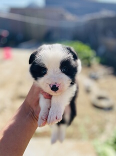 纯种边牧幼犬活体宠物狗活体边牧犬活体边牧犬活体边牧犬活体边牧