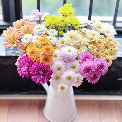 混色小雏菊鲜花云南基地直发