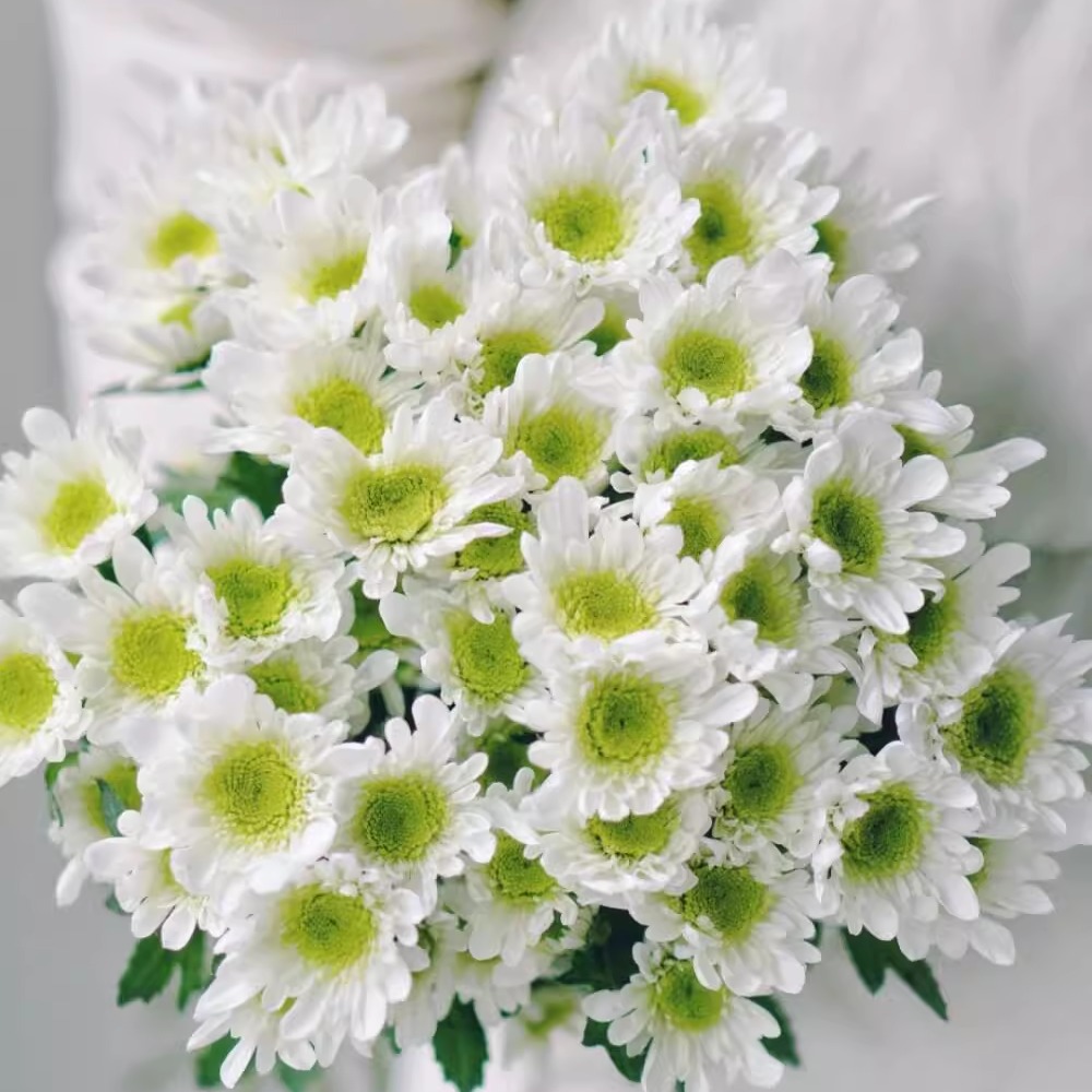 瑞白小雏菊鲜花云南基地直发