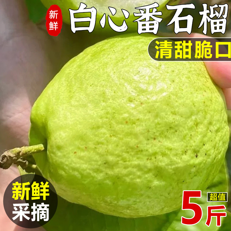 现摘白心番石榴脆甜芭乐应当季新鲜水果产地坏果包赔整箱包邮