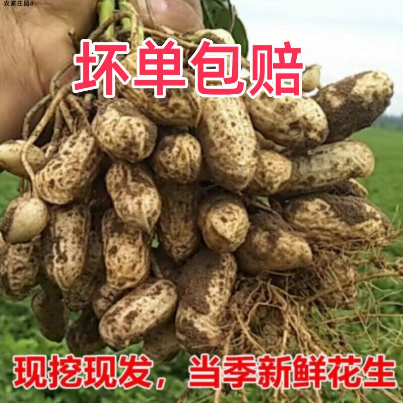 2026年新鲜花生农家现挖粉红皮花生水煮花生带壳新鲜湿花生微带泥