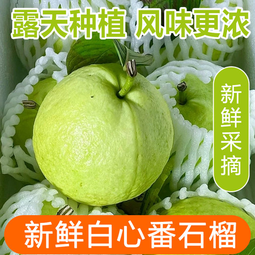 广细芭乐5斤新鲜水果当季软心番石榴鸡屎果脆甜奶油白心芭乐包邮3