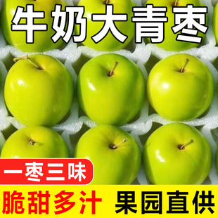 包邮 现发牛奶大青枣5斤新鲜水果现摘牛奶枣冬枣整箱甜枣当季 枣子
