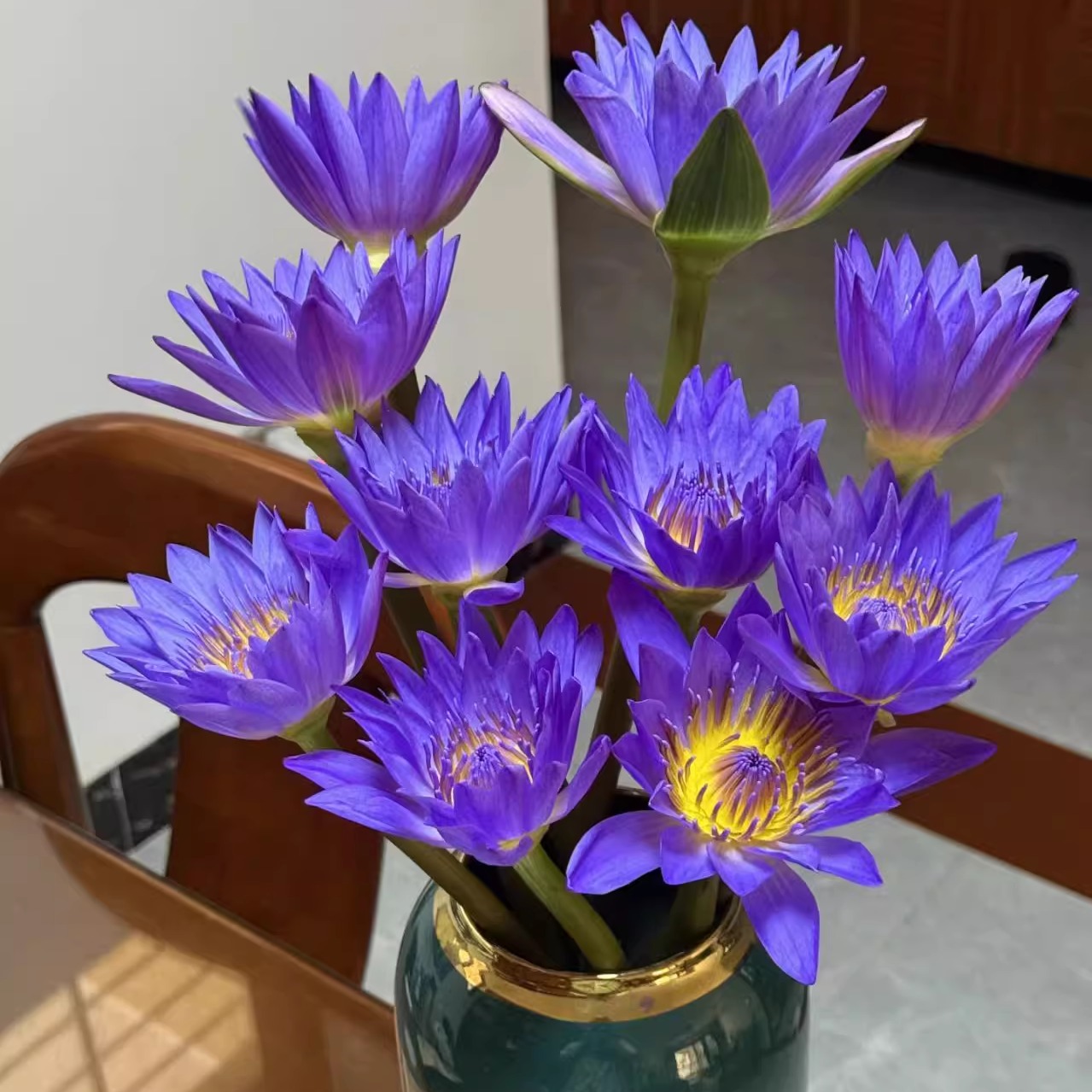 【紫色睡莲10支】一单包邮两单升级快递