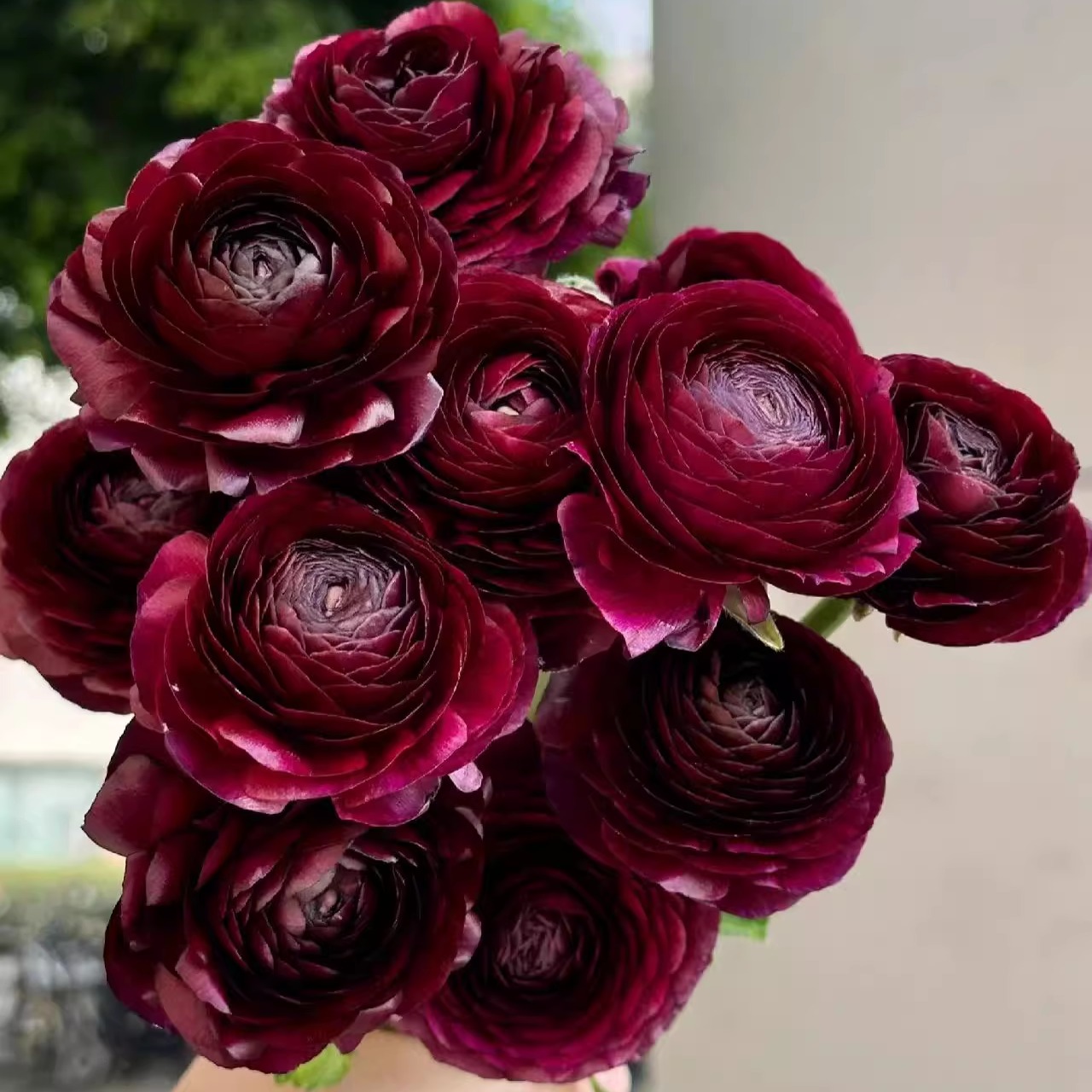 【洋牡丹-黑天鹅10支】一单包邮两单升级快递