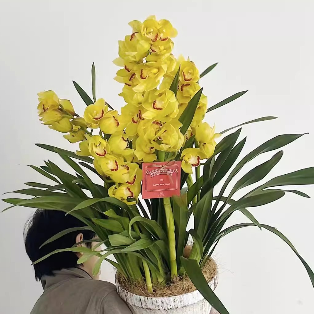 【大花惠兰-流金岁月（落地款）】一单包邮不和鲜花拼单！