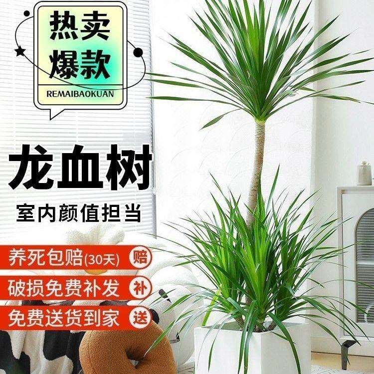 龙血树客厅绿植盆栽室内吸甲醛办公室大型四季常青阳台植物好养活