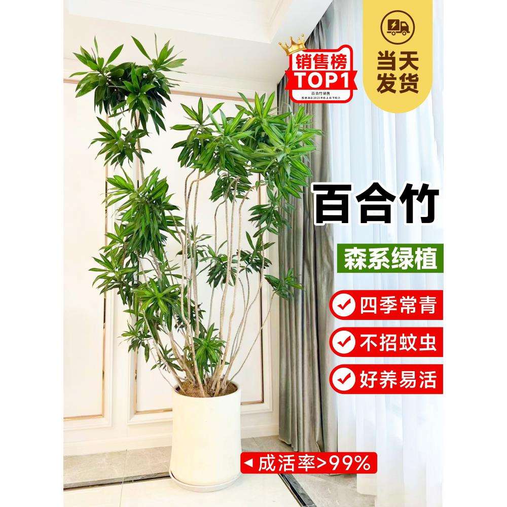 金心百合竹真绿植客厅大型青叶盆栽办公室好养小苗室内水培真植物图片