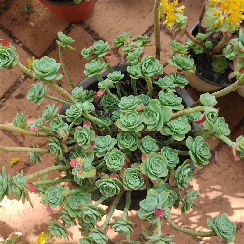 精品多肉  圆叶u薄化妆    好养皮实