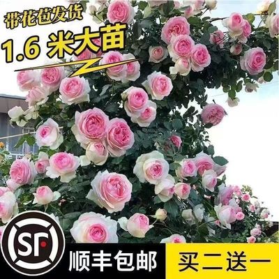 1.6米爬藤月季四季开花蔷薇花苗大花浓香盆栽拍2发3其他