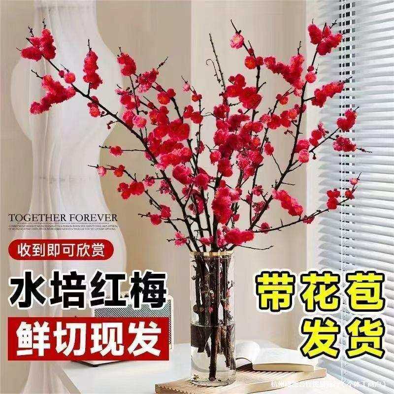 红梅水培鲜枝带花苞鲜花卉植物室内水养桃花枝干支雪柳腊梅花盆栽