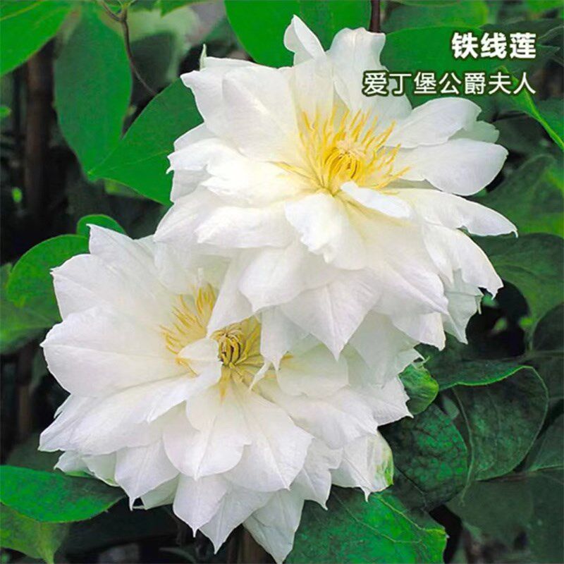 【爱丁堡】1.5加仑铁线莲阳台庭院地载盆栽爬藤花卉植物四季开花