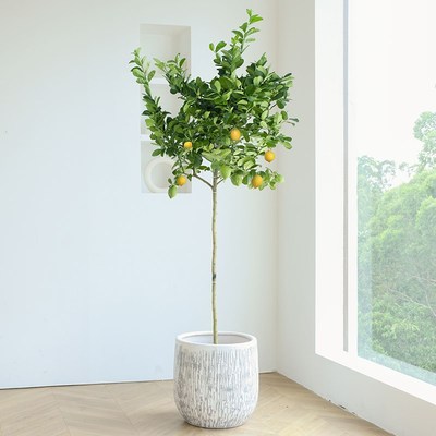 香水柠檬树盆栽带果客厅绿植室内大型果树卧室净化空气造型棒棒糖