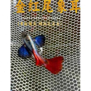 白金草缸小型鱼缸尾象尾巴孔雀鱼耳大热带鱼红凤尾鱼观赏鱼