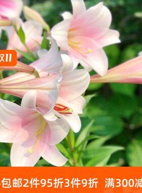 LO球种粒 炮系列花多3种花/喇叭铁屋现货装品乔乔百合花个