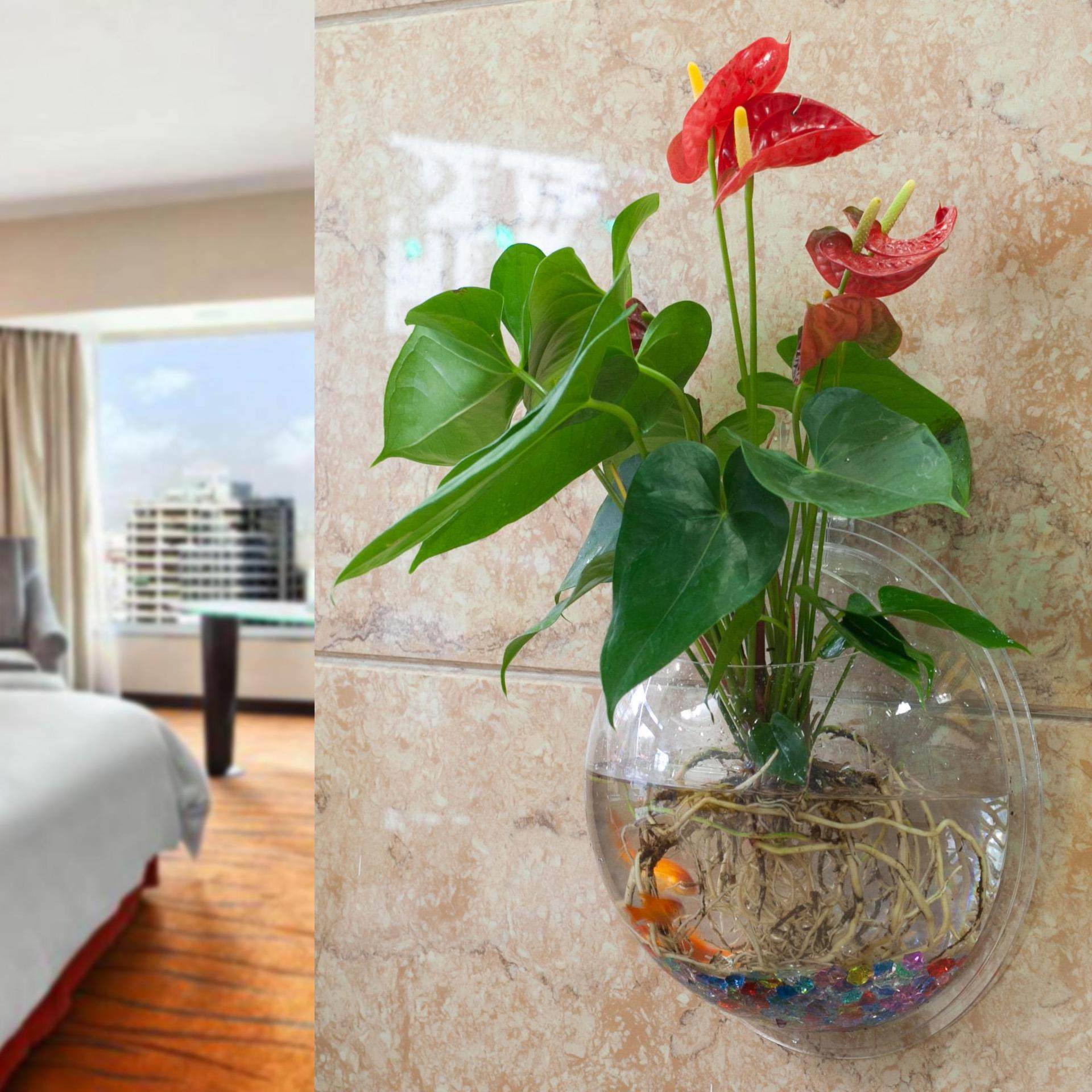 2025新款壁挂半球形圆形塑料花瓶盆水培容器创意卫生间墙上装饰品,鲜花速递/花卉仿真/绿植园艺,红掌/凤梨/温室花卉,淘宝优惠券,粉丝福利购,淘宝优惠卷