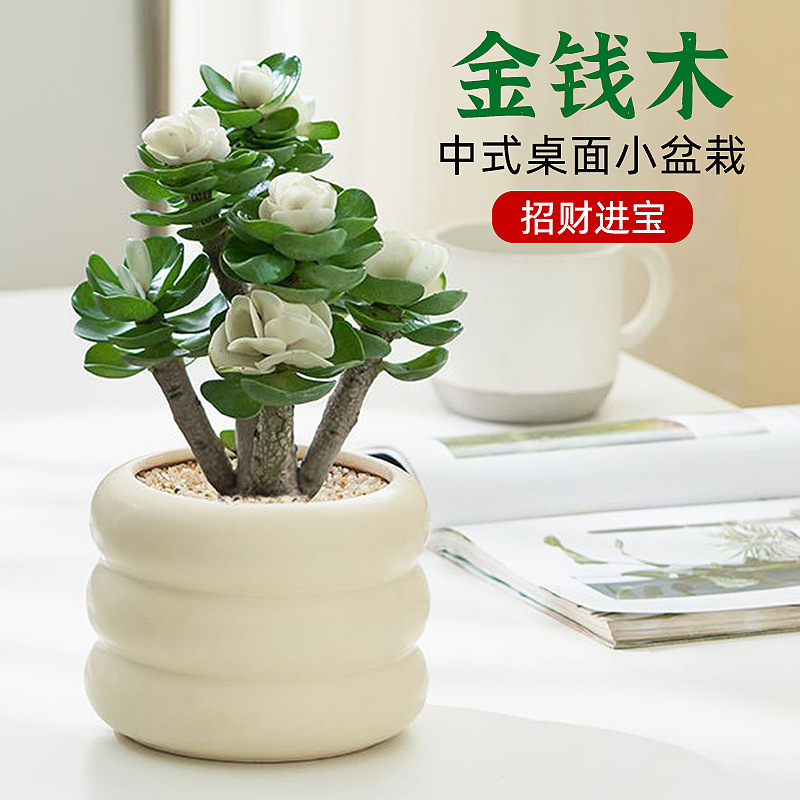 金钱木老桩盆景耐旱绿植
