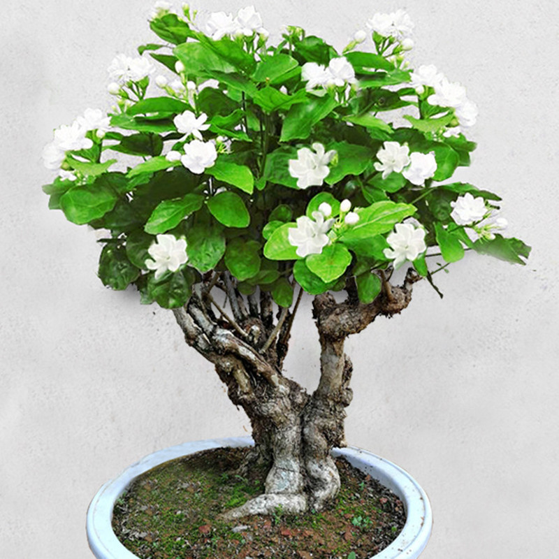 茉莉老桩盆栽开花不断绿植