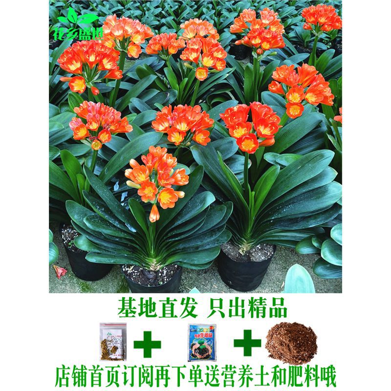 精品君子兰带花苞大苗盆栽