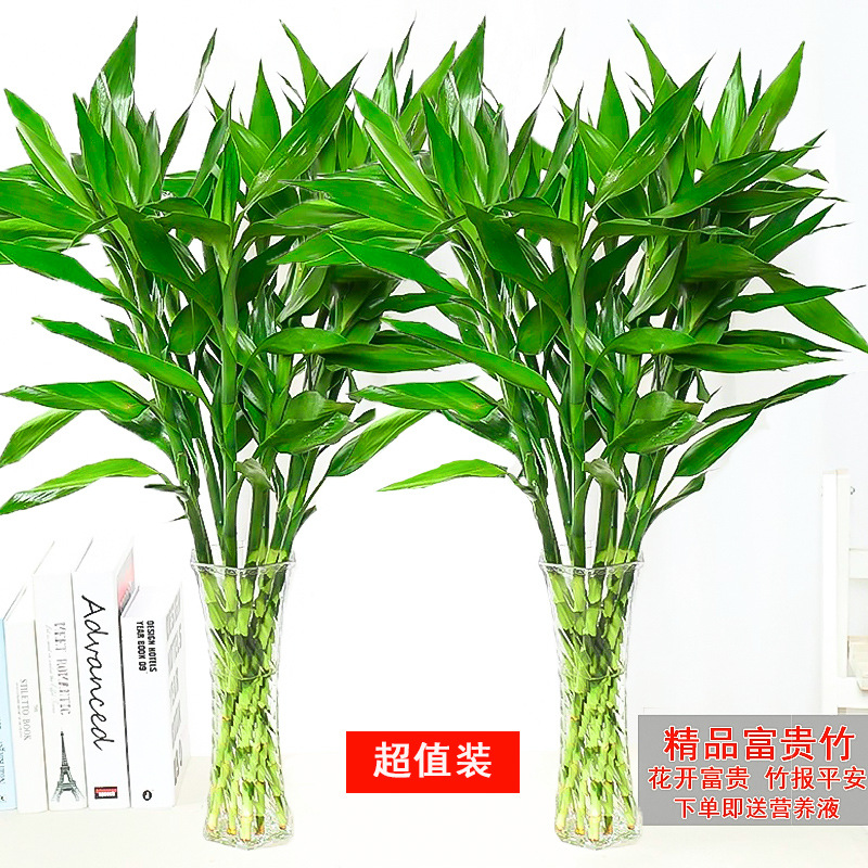 富贵竹水培绿植室内盆栽