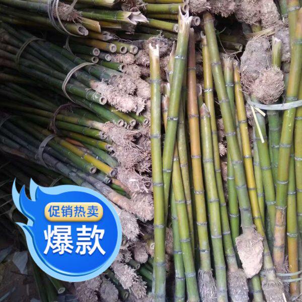 箫料 南箫料洞箫料 尺八料 桂竹料比紫竹箫料厚 台湾桂竹福建石竹