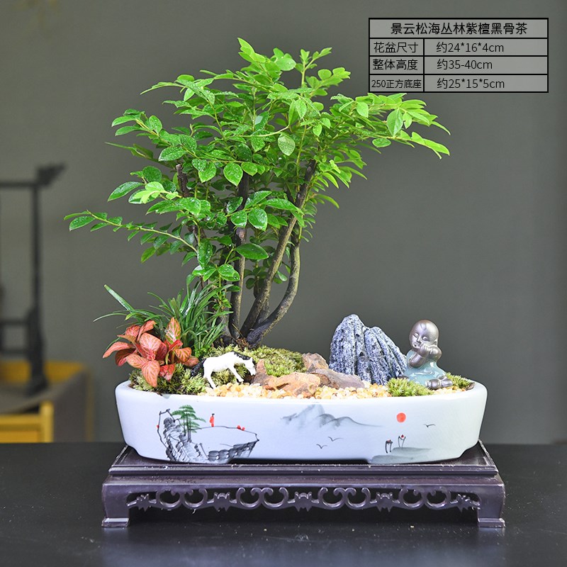 黑骨茶盆景小叶紫檀o室内办公客厅书房中式古风微景观桌面好养植