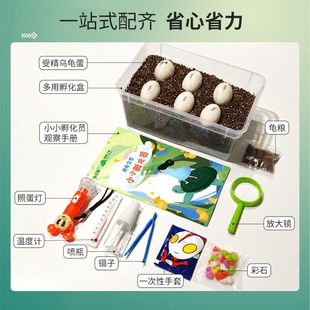 可孵化乌龟蛋DIY套装孵化乌龟蛋受精套装魔盒化器六一儿童节礼物