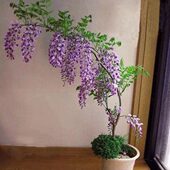 树庭院阳台净化空气 植物 攀援苗居家 紫藤爬藤植物紫藤花紫藤