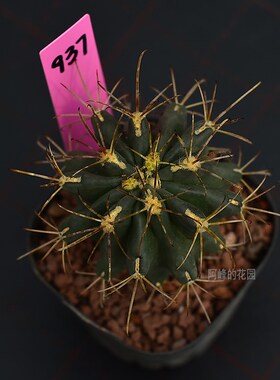 稀有品种黑罗莎仙人球实生根勾刺黑刺强刺L紫黑色花多肉植物仙人