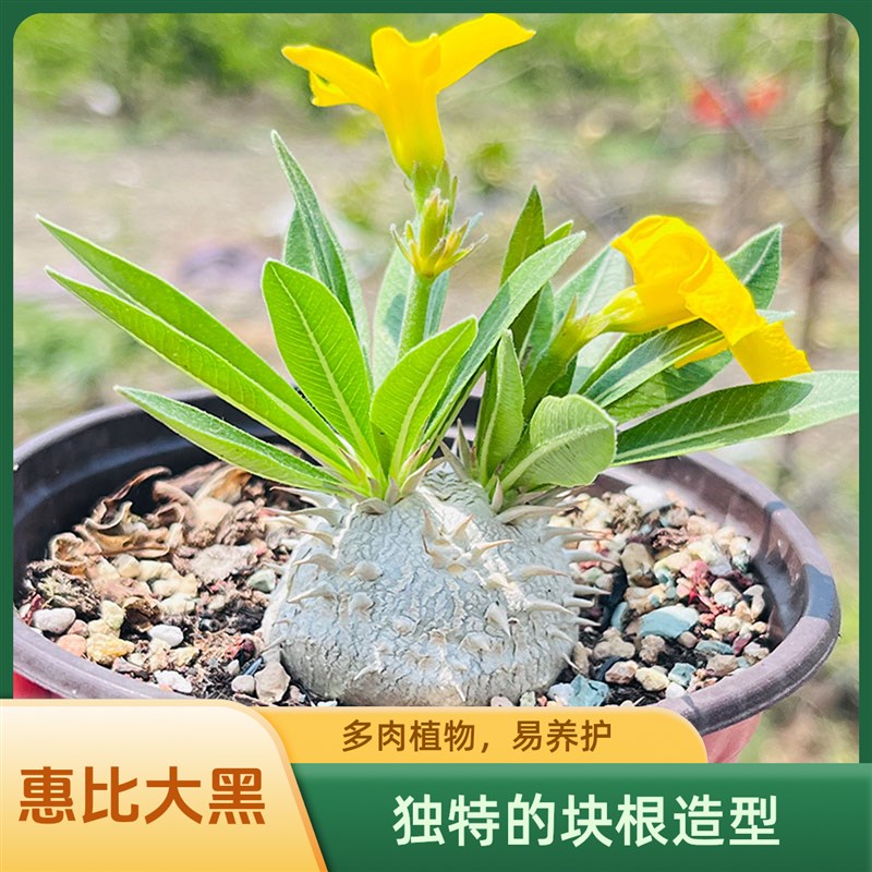 【快乐植得】惠比大黑多肉块根客C厅办公桌植物易养美观一物一拍
