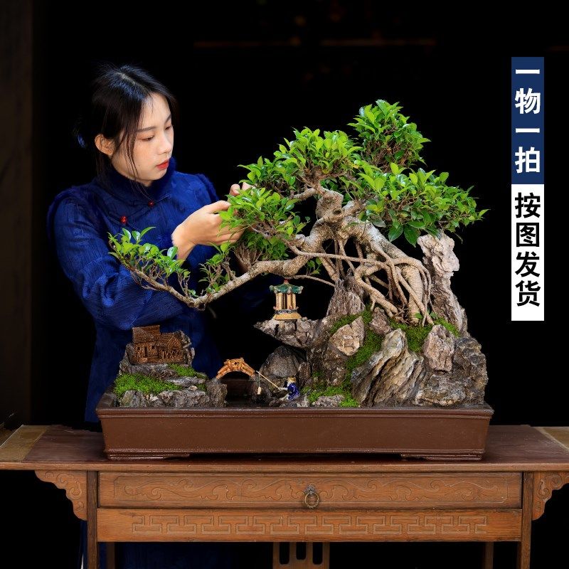 大型老桩榕树造型盆景树桩植物室内假山流水摆件风水庭院绿植盆栽