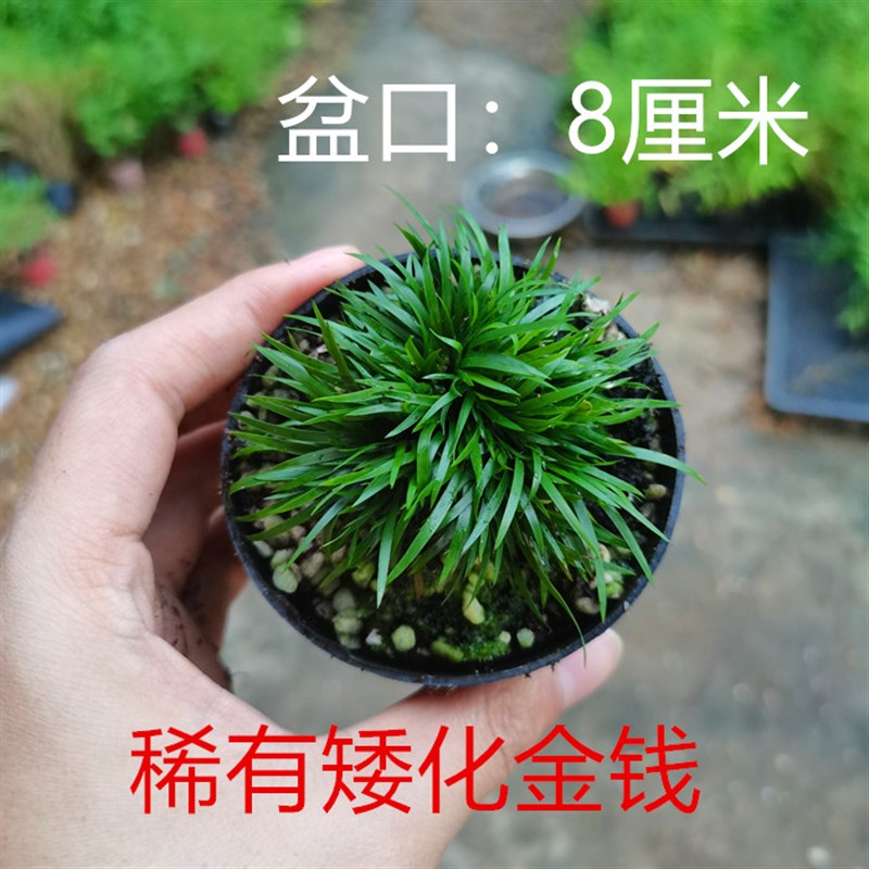 稀有矮化金钱菖蒲草盆景贵船苔婵小川天鹅绒室内桌摆微型绿植盆栽