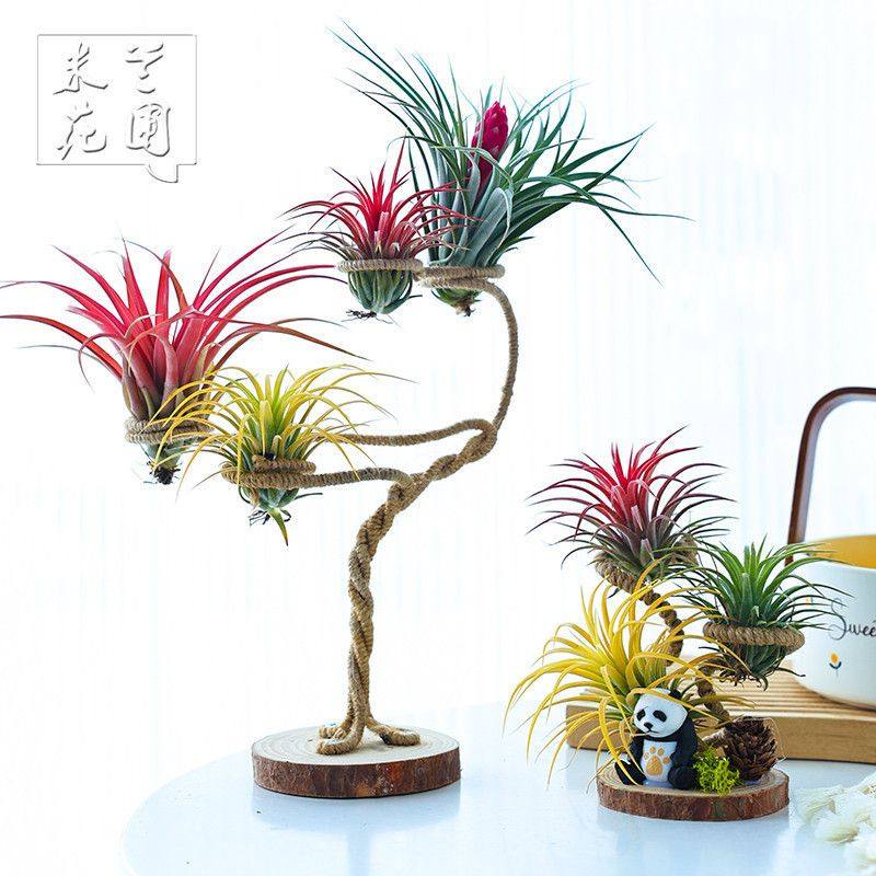 空气凤梨植物四孔五孔圆盘麻绳支架精灵套餐绿植盆栽花草,鲜花速递/花卉仿真/绿植园艺,红掌/凤梨/温室花卉,淘宝优惠券,粉丝福利购,淘宝优惠卷