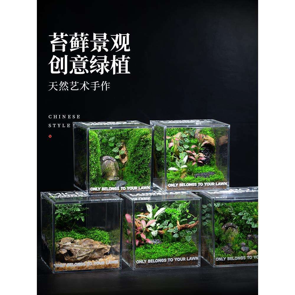 苔藓微景观生态雨林缸造景办公桌面植物盆景成品室内小盆栽生态瓶