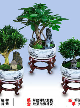 室内花卉养桌面四季吸景植物盆景植办公七叶微莲绿小盆栽甲醛好