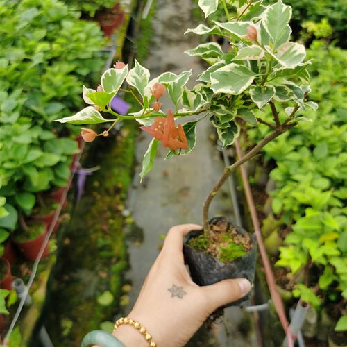 斋戒狂欢三角梅