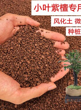 黑骨茶小叶紫檀土专用土风化土颗粒土红土酸性土盆景土盆栽种植土