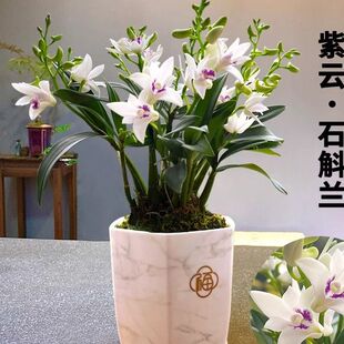 苗 紫云泼墨石斛兰 冬带花苞出售室内外阳台花卉绿植盆栽