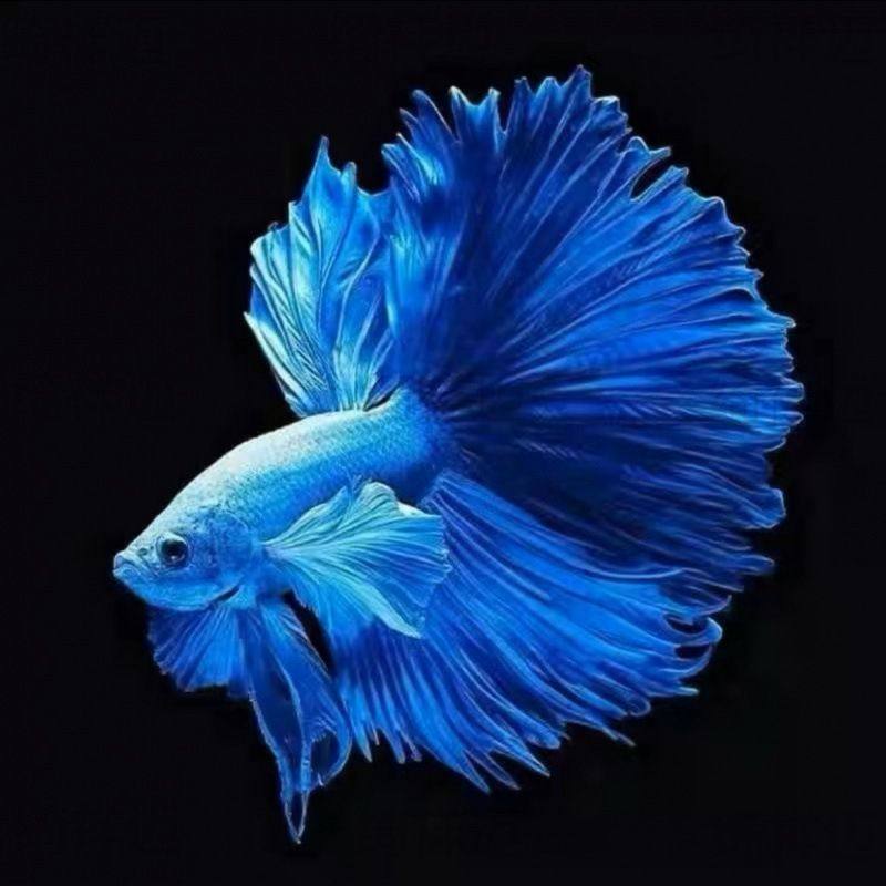 泰国斗鱼先天混色婚纱系歇后热带小型耐活网红宠物鱼观赏鱼斗鱼,宠物/宠物食品及用品,鱼,淘宝优惠券,粉丝福利购,淘宝优惠卷