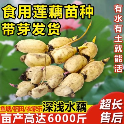 莲藕苗种食用种根粉莲藕种根苗高产荷花池塘粉藕脆藕种Y藕苗荷花