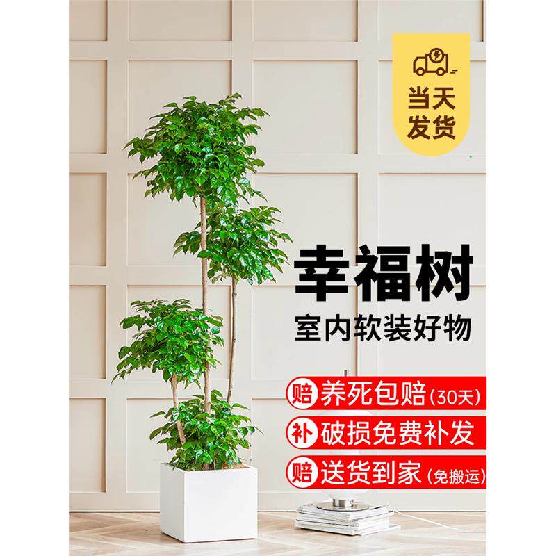 幸福树客厅盆栽大型绿植办公室好养盆景发财树新房除甲醛室内植物