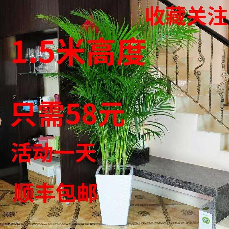 散尾葵凤尾竹室内客厅大型绿植盆栽夏威夷盆景花卉植物吸甲醛