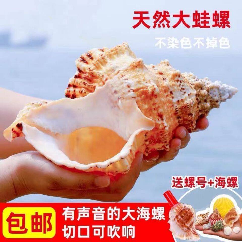 纯天然石号螺金口蛙超大音量大海螺吹响号角贝壳工艺品摆设