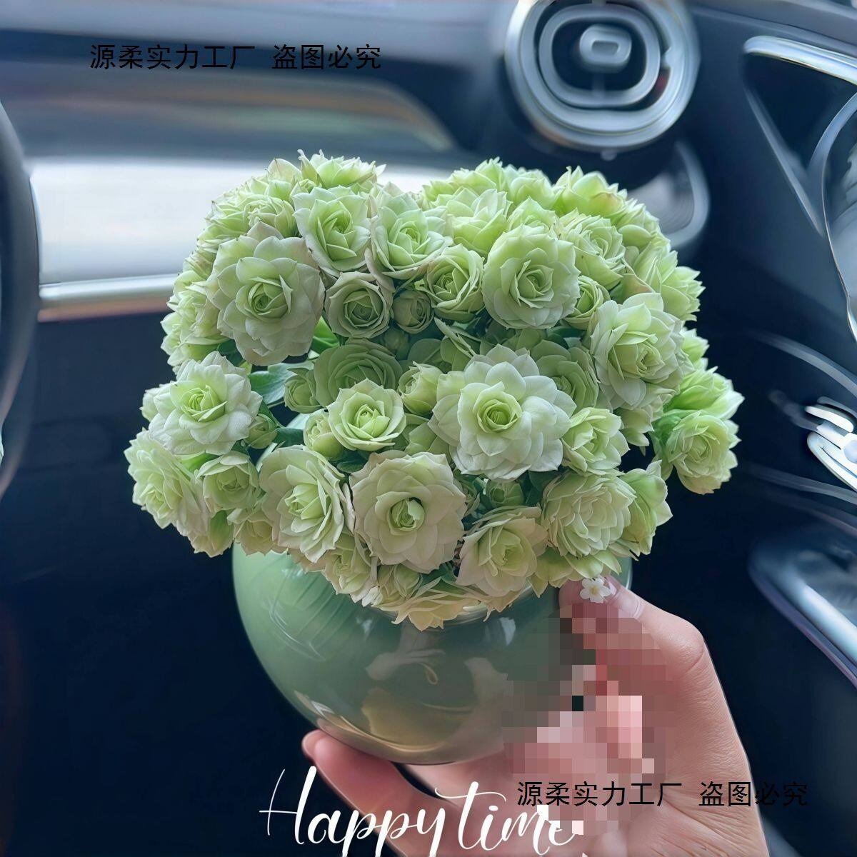 绿巴黎长寿花带花苞开户多肉植物懒人好养办公内阳台绿植花卉盆栽