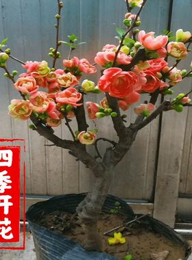 家里盆栽植物花卉大全盆景微景观花树老桩室内四季海棠大花重瓣树