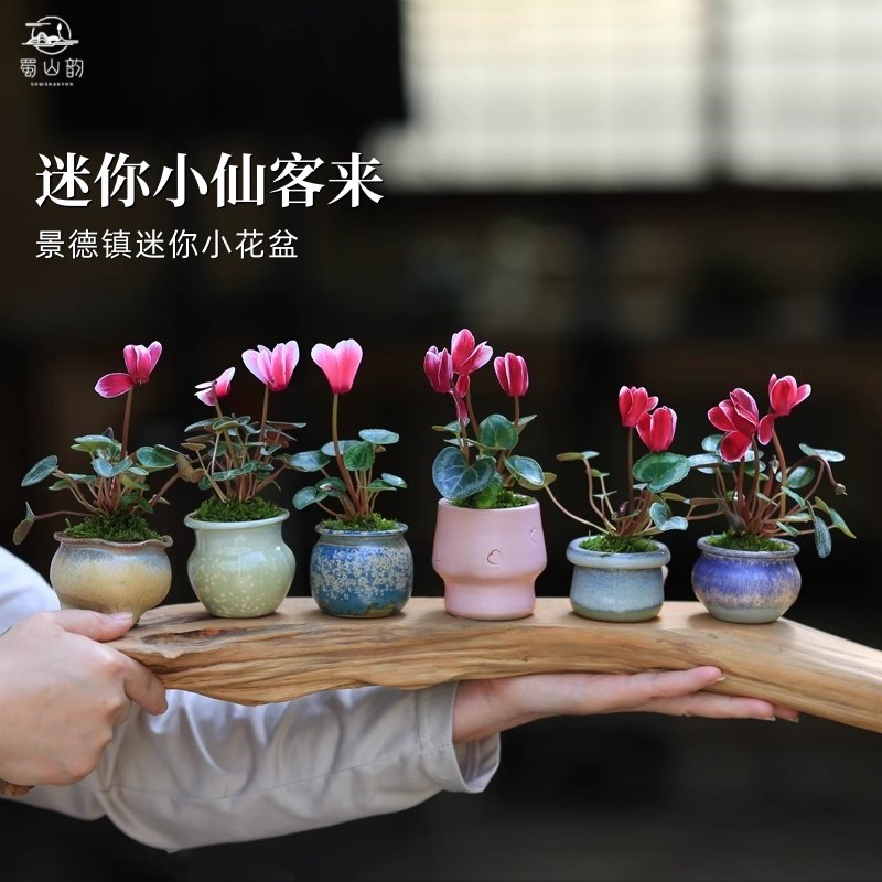 仙客来迷你小盆栽室内好养花卉开花植物桌面办公室净化空气小绿植