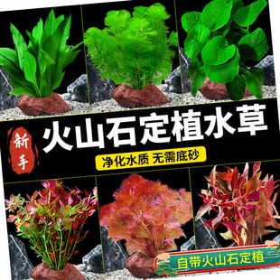 疯狂水草火山石定植真草鱼缸植物造景阴性蜈蚣草绿菊新手水草批发